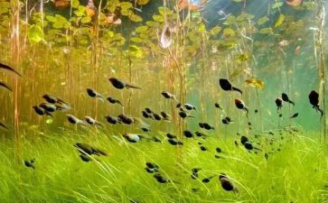 养蝌蚪教学反思最新8篇