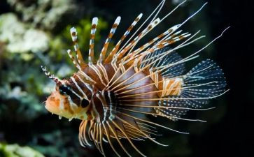 高中生物教案模板模板5篇