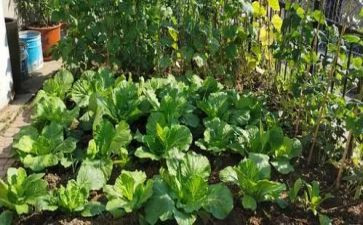 菜小白读后感8篇