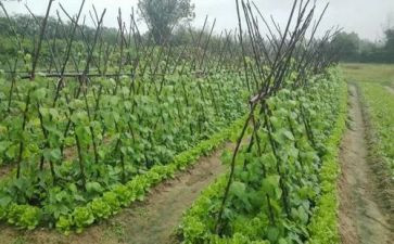 蔬菜运输合同8篇