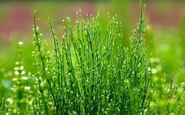 《大草原上的小木屋》读后感5篇