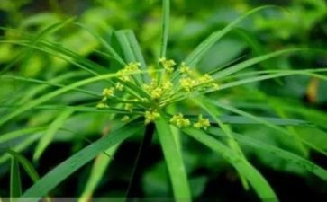 小班画小草教案8篇