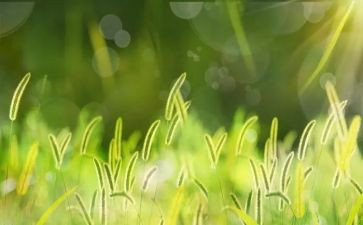 草古诗小班教案6篇