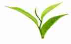 茶楼搞活动方案6篇