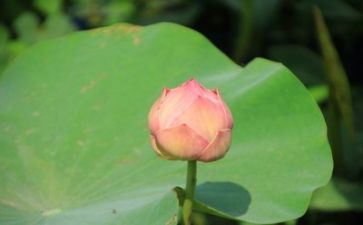 成长类作文600字6篇