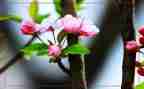 春节活动策划5篇