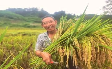 丰收乐大班教案5篇
