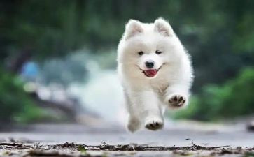 《狗的自述》作文5篇