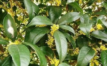 桂花优秀作文最新5篇