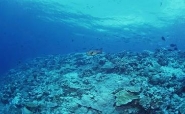 海底两海底两万里读后感最新7篇