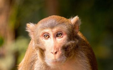 猴子小班教案6篇