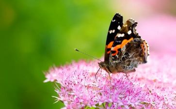 蝴蝶和花作文模板6篇