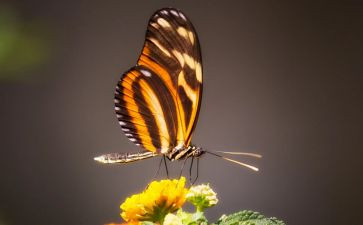 蝴蝶和花作文优秀6篇
