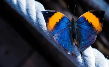 蝴蝶和花作文6篇