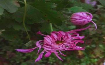 菊花的优秀作文优质5篇