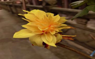 菊花的优秀作文7篇