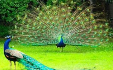 孔雀教案精选6篇