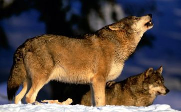 游戏活动狼来了教案8篇