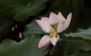 《爱莲说》的读后感8篇