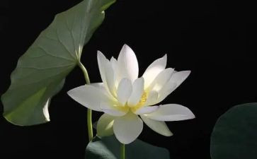 莲花坞的作文精选8篇