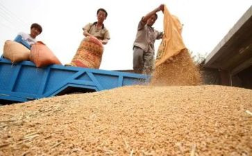 粮食的教案最新7篇