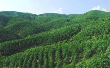 2023林场职工年终总结5篇