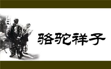 卖骆驼读后感300字最新6篇