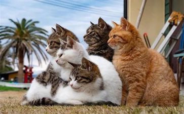 科学猫教案反思模板8篇