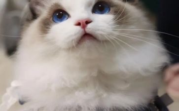猫的读后感600字5篇