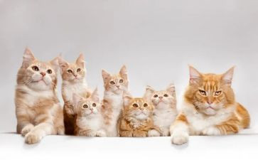 关于猫的调研报告参考7篇