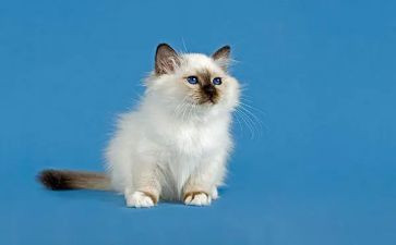 小班语言猫和鸟教案优质7篇
