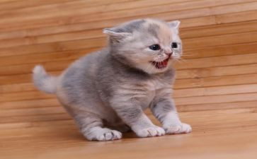 猫的读后感600字模板8篇