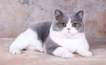 关于猫的科学教案模板7篇