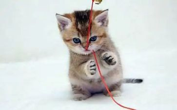 猫文章读后感5篇