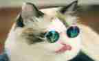 猫的树简历模板优秀5篇