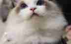 猫的读后感600字5篇