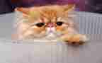 我想养一只猫作文优质6篇
