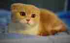 猫优秀作文600字8篇