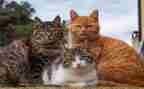 中班绘画猫教案参考6篇
