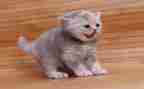 猫的读后感600字模板8篇