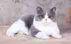 关于猫的科学教案模板7篇