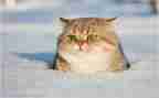 猫英语小作文通用6篇