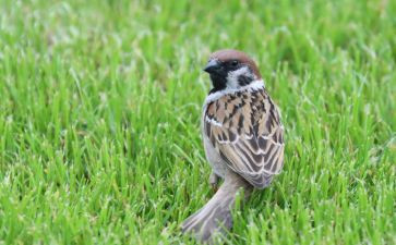 16麻雀第一课时教学反思5篇