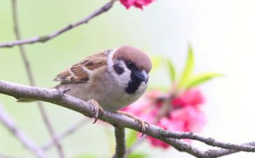 16麻雀第一课时教学反思推荐6篇