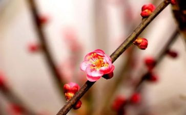 幼儿画梅花教案6篇