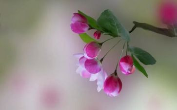 嘉年华活动策划7篇