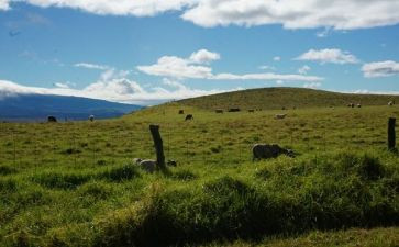 奇特的人作文300字7篇