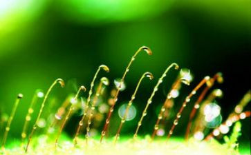 水的生命之源作文模板7篇