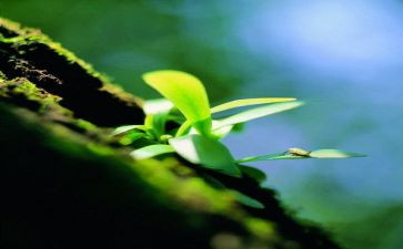 小学生命安全教案6篇