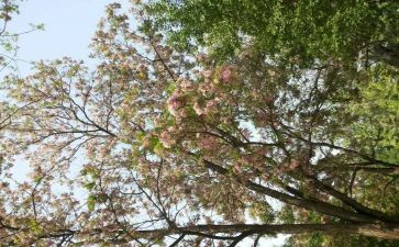 四月份的演讲稿5篇